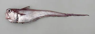 Softhead grenadier (Malacocephalus laevis)