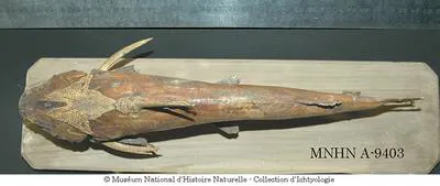Softhead sea catfish (Amphiarius rugispinis)