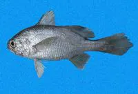 Softhead stardrum (Stellifer zestocarus)