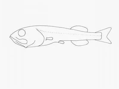 Softskin smooth-head (Rouleina attrita)