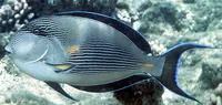 Sohal surgeonfish (Acanthurus sohal)