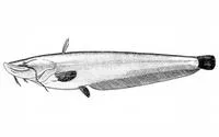 Soldatov's catfish (Silurus soldatovi)