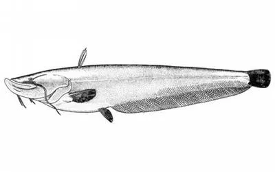 Soldatov's catfish (Silurus soldatovi)