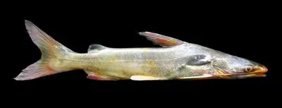 Soldier catfish (Osteogeneiosus militaris)