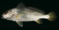 Soldier croaker (Nibea soldado)