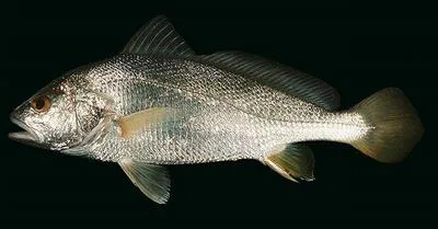 Soldier croaker (Nibea soldado)