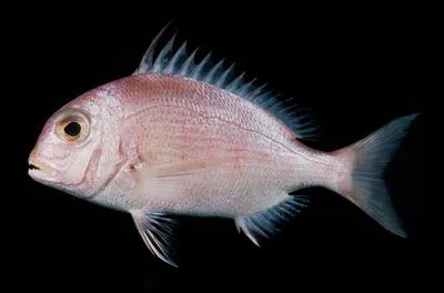 Soldierbream (Argyrops filamentosus)