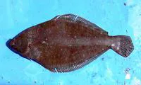 Sole flounder (Etropus ectenes)