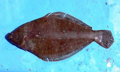 Sole flounder (Etropus ectenes)