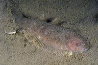 Solenette (Buglossidium luteum)