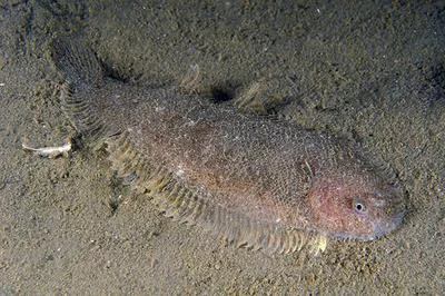 Solenette (Buglossidium luteum)