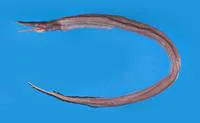 Solitary duckbill eel (Nettastoma solitarium)