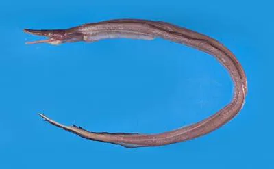 Solitary duckbill eel (Nettastoma solitarium)