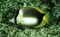 Somali butterflyfish (Chaetodon leucopleura)