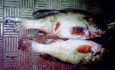 Somali grouper (Epinephelus indistinctus)