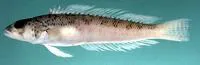 Somali sandperch (Parapercis somaliensis)