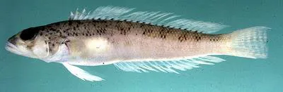 Somali sandperch (Parapercis somaliensis)