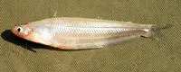 Somalia glass catfish (Parailia somalensis)