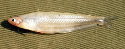 Somalia glass catfish (Parailia somalensis)
