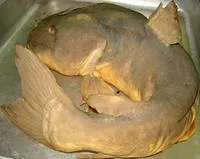 Somalian giant catfish (Pardiglanis tarabinii)