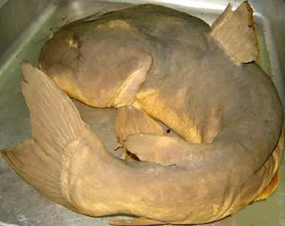 Somalian giant catfish (Pardiglanis tarabinii)