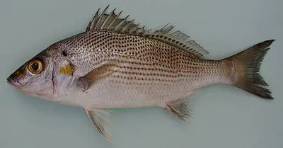 Sompat grunt (Pomadasys jubelini)