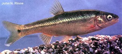 Sonora chub (Gila ditaenia)