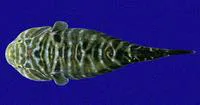 Sonora clingfish (Tomicodon humeralis)