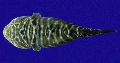 Sonora clingfish (Tomicodon humeralis)