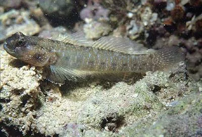 Sonora goby (Gobiosoma chiquita)