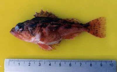 Sonora scorpionfish (Scorpaena sonorae)