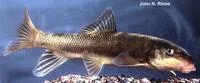 Sonora sucker (Catostomus insignis)