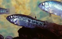 Sonoyta pupfish (Cyprinodon eremus)