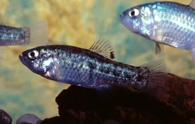 Sonoyta pupfish (Cyprinodon eremus)