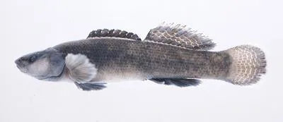 Sooty darter (Etheostoma olivaceum)