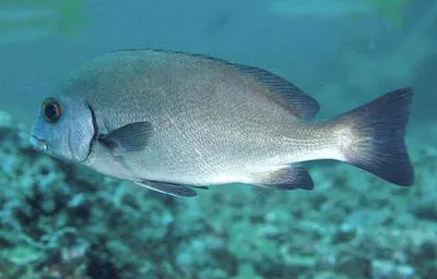 Sordid rubberlip (Plectorhinchus sordidus)