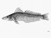 Soringa sillago (Sillago soringa)