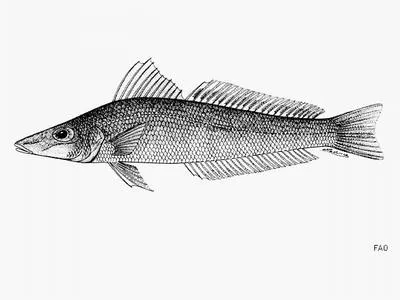 Soringa sillago (Sillago soringa)