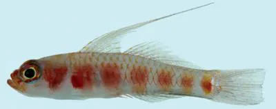 Sostra pygmy goby (Trimma sostra)