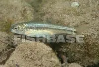 Soto la Marina shiner (Notropis aguirrepequenoi)
