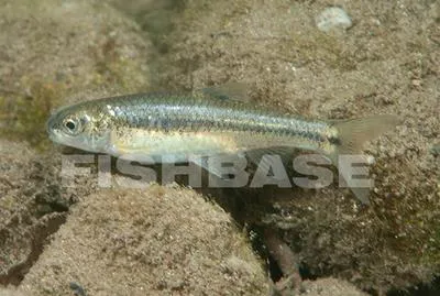 Soto la Marina shiner (Notropis aguirrepequenoi)
