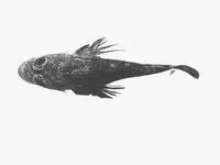 South African thorny flathead (Sorsogona portuguesa)