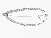 South African zebra sole (Zebrias regani)