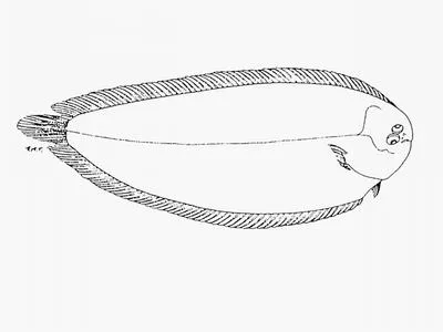 South African zebra sole (Zebrias regani)