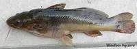 South American catfish (Rhamdia quelen)
