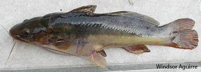 South American catfish (Rhamdia quelen)