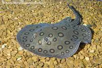 South American freshwater stingray (Potamotrygon motoro)