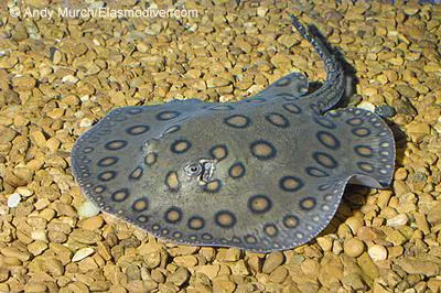 South American freshwater stingray (Potamotrygon motoro)