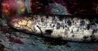 South American lungfish (Lepidosiren paradoxa)