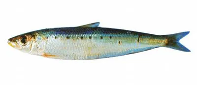 South American pilchard (Sardinops sagax)
